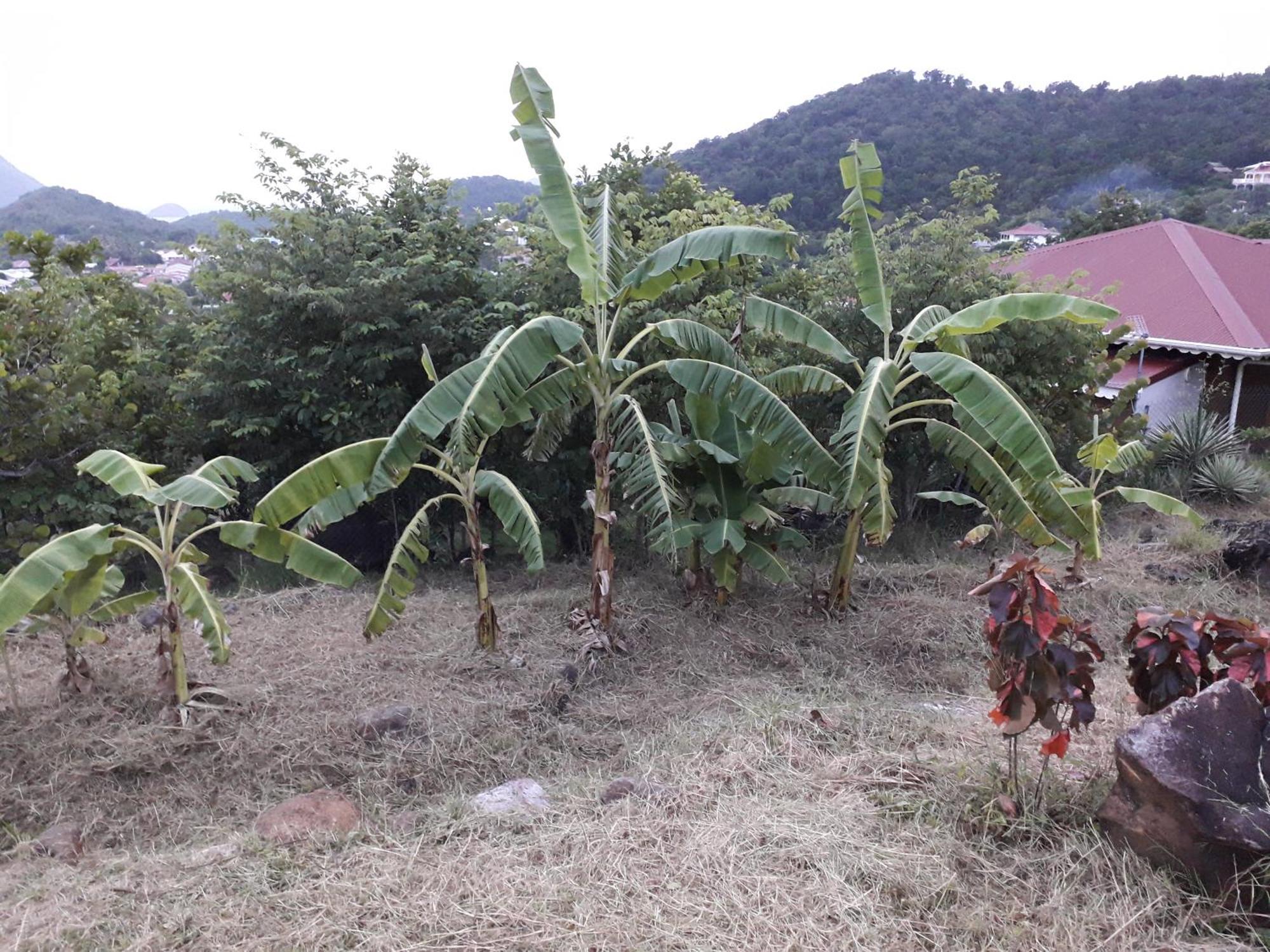 Villa KAZ ANOLI vue époustouflante sur la baie Terre-de-Bas Esterno foto